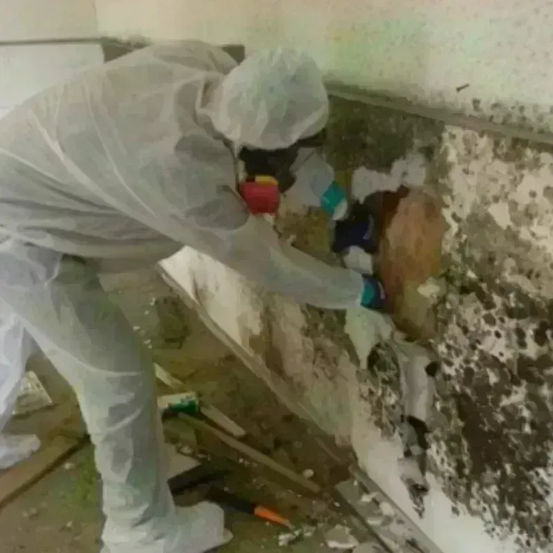 Mold Remediation and Removal in Colonial Heights, VA